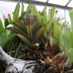 Neoregelia concentrica