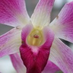 Orchid