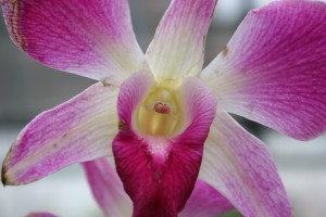 Orchid