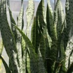 Sansevieria trifasciata