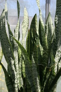 Sansevieria trifasciata