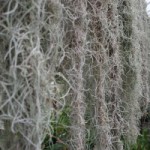 Tillandsia usneoides