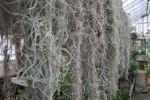 Tillandsia 'Usneoides Silver Sage' Spanish Moss – ECOVIBE