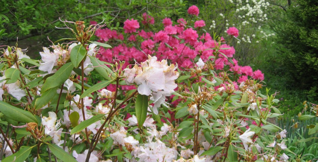 azaleas