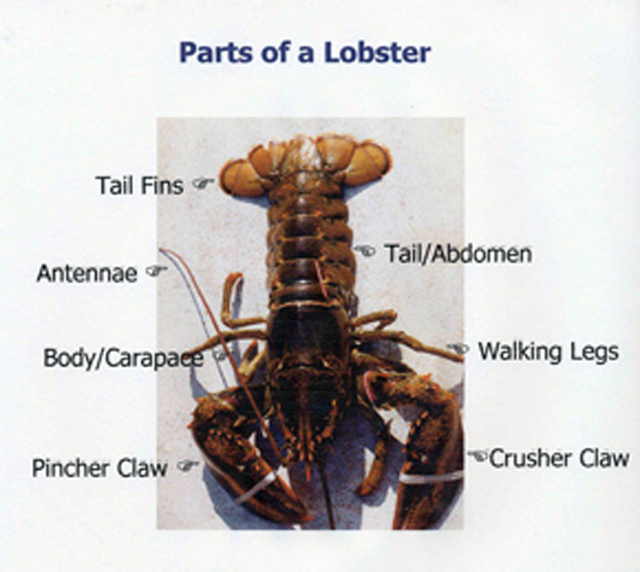 american lobster anatomy