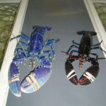 Questions from Kids About Lobsters & Lobstering - Lobster Institute - University of Maine