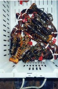 Lobsters Tagged For Research