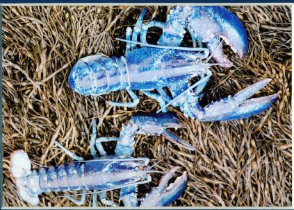 blue lobsters alive on bed of seaweed