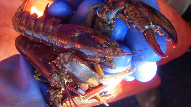 Lobsters