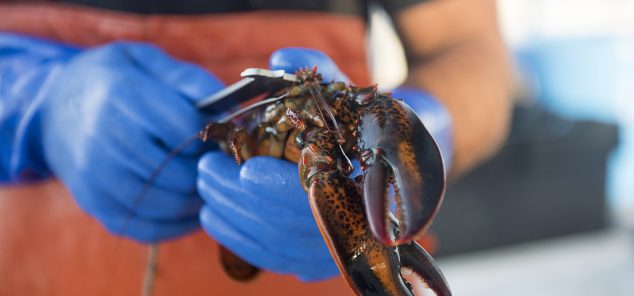 Newly caught lobster held for camera