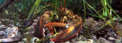 lobster in ocean defending its habitat