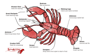 Anatomy & Biology - Lobster Institute - University of Maine
