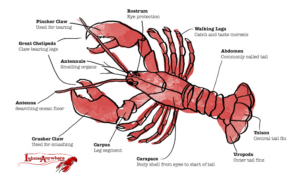 crayfish diagram no labels