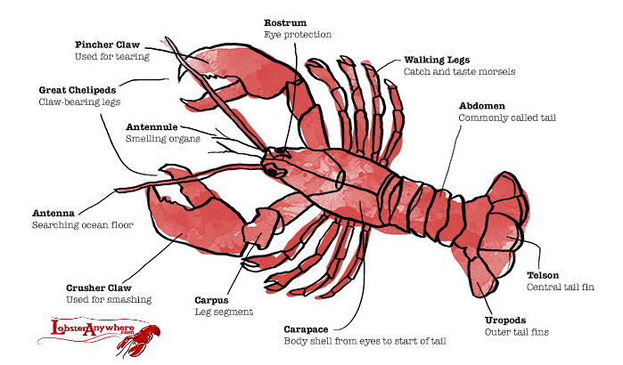 what is a one claw lobster called