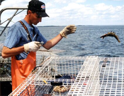 sternman throwing sublegal sized lobster back in the ocean