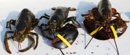 bullet, cull, and regular lobster