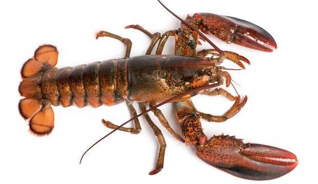 lobster, view from above with a stark white background
