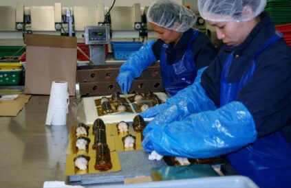 two women packaging processed lobster tails in a factory