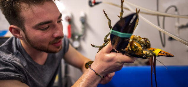 Graduate Student Alex Ascher holds a lobster in a laboratory.