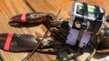 Lobster wearing a C-hat, a device for monitor lobster stress