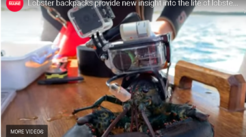 Lobser wearing a device on is carapace (back) that monitors is stress levels as it moves through the supply chain, from ocean to lobster pound.