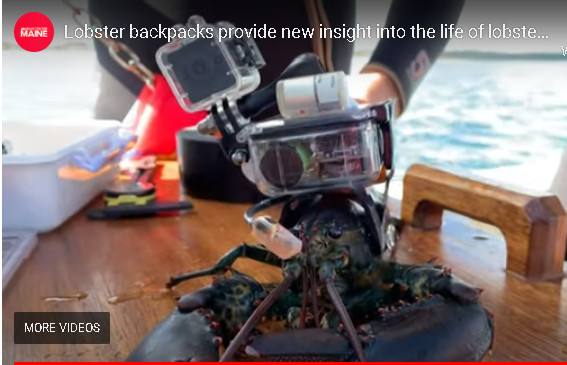 Lobser wearing a device on is carapace (back) that monitors is stress levels as it moves through the supply chain, from ocean to lobster pound.