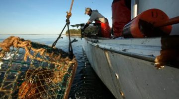 Lobster trap being pulled aboard with sternman prepping second trap to reset