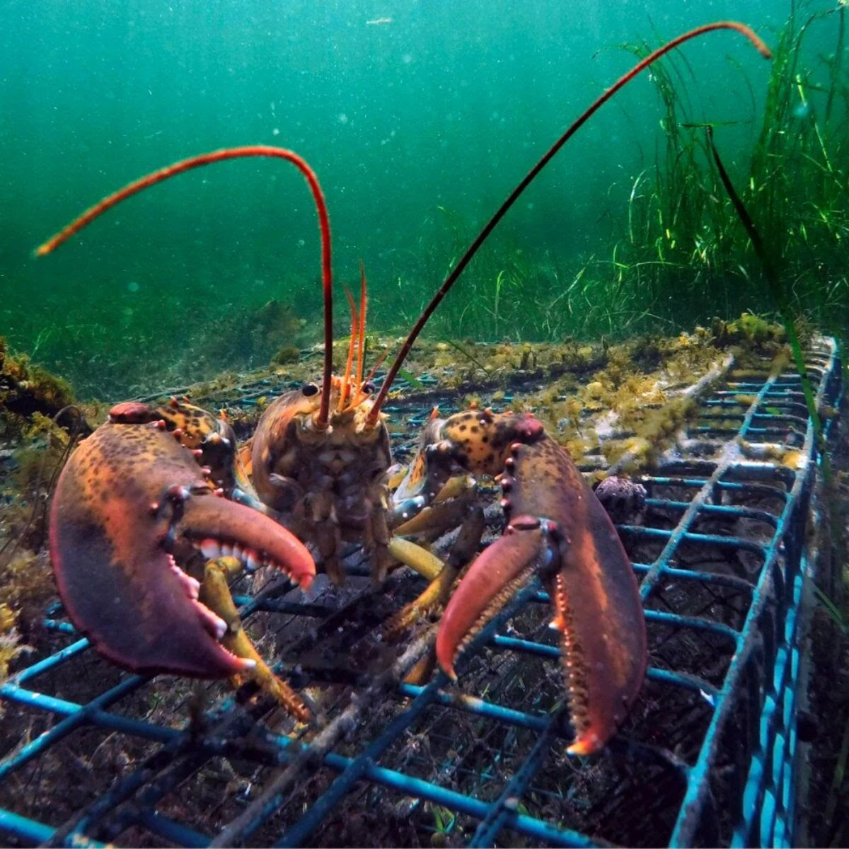Lobster sitting on top of a trap at the bottom of the ocean