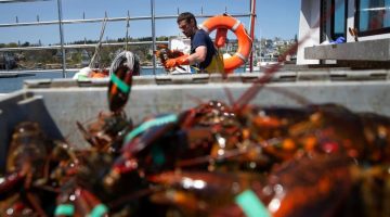 Full crate of lobsters in the foreground with fisherman on boat in the background