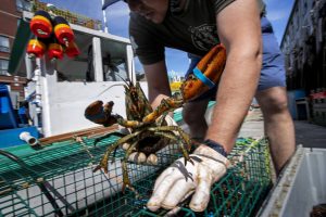 Worker taking lobster out of trap