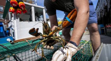 Worker taking lobster out of trap