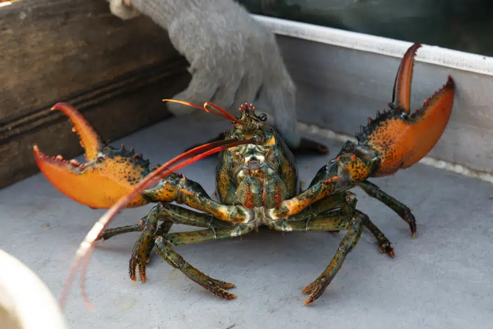 Lobster in a cull box without bands and arms spread in defense
