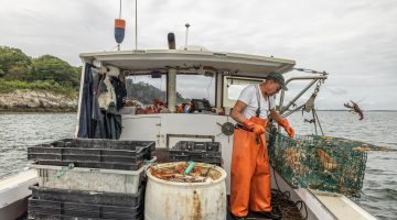 lobsterman baiting trap on fishing boat