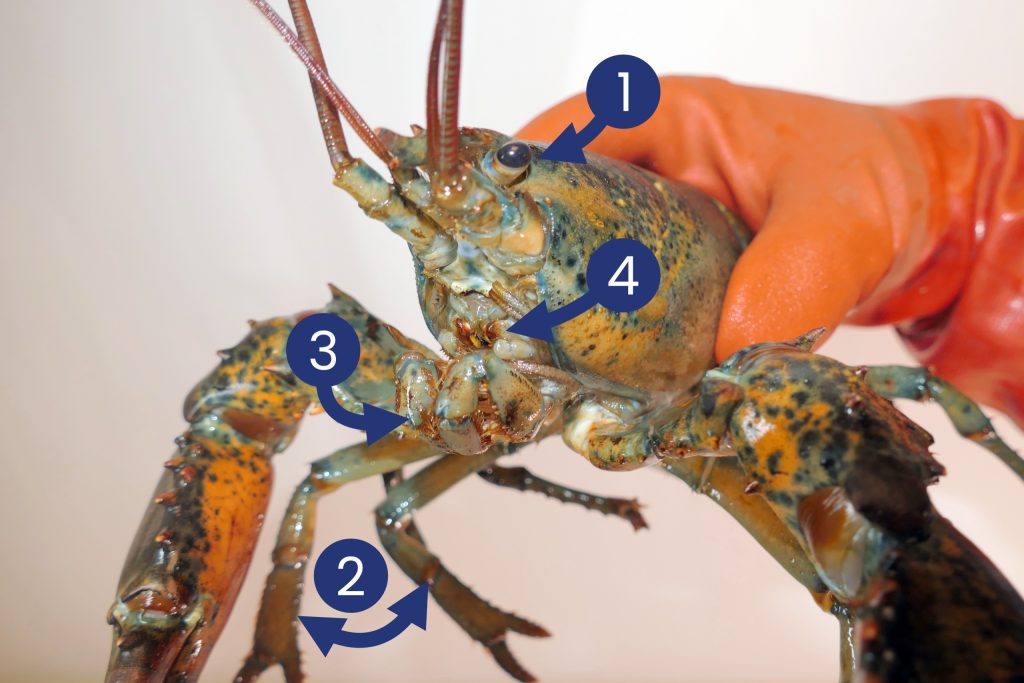 Lobster with body parts labeled for RAMP 