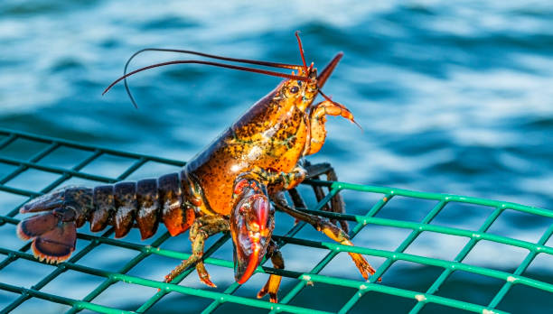 Lobster resting on green lobster trap