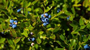 A photo of blueberries on a bush