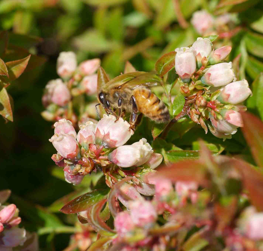 honey bee on blueberry flowers