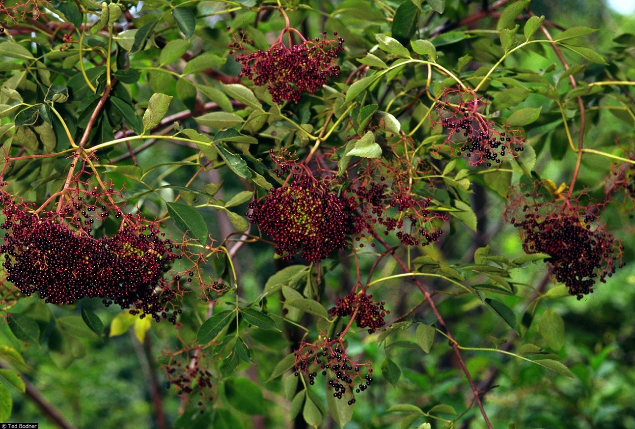 Elderberry