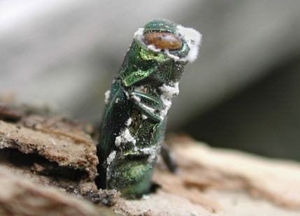 Emerald ash borer