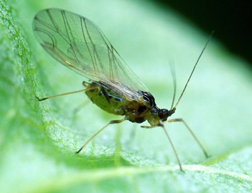 green peach aphid