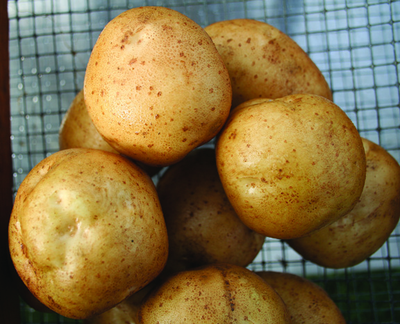 round white potato variety