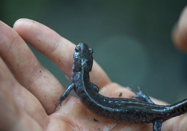 blue-spotted salamander