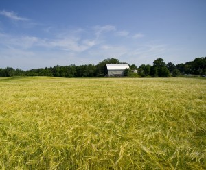 field of grain