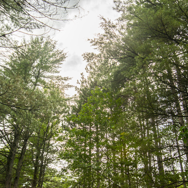 tree canopy