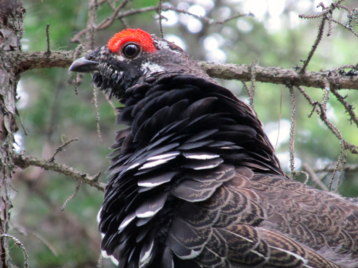 grouse