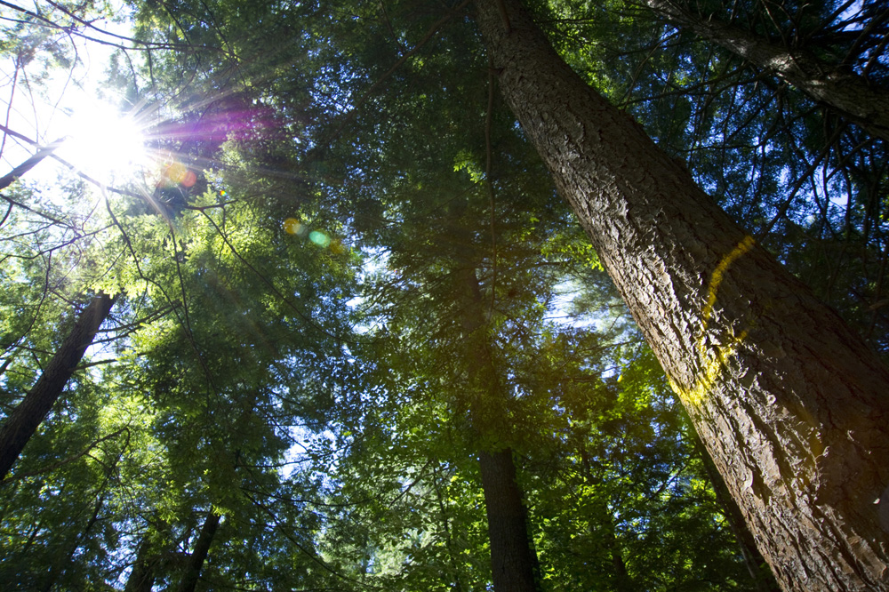 tree canopy