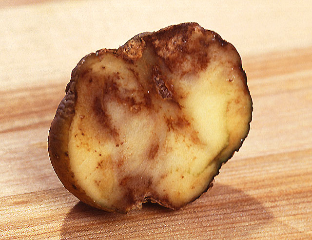 infected potato tuber
