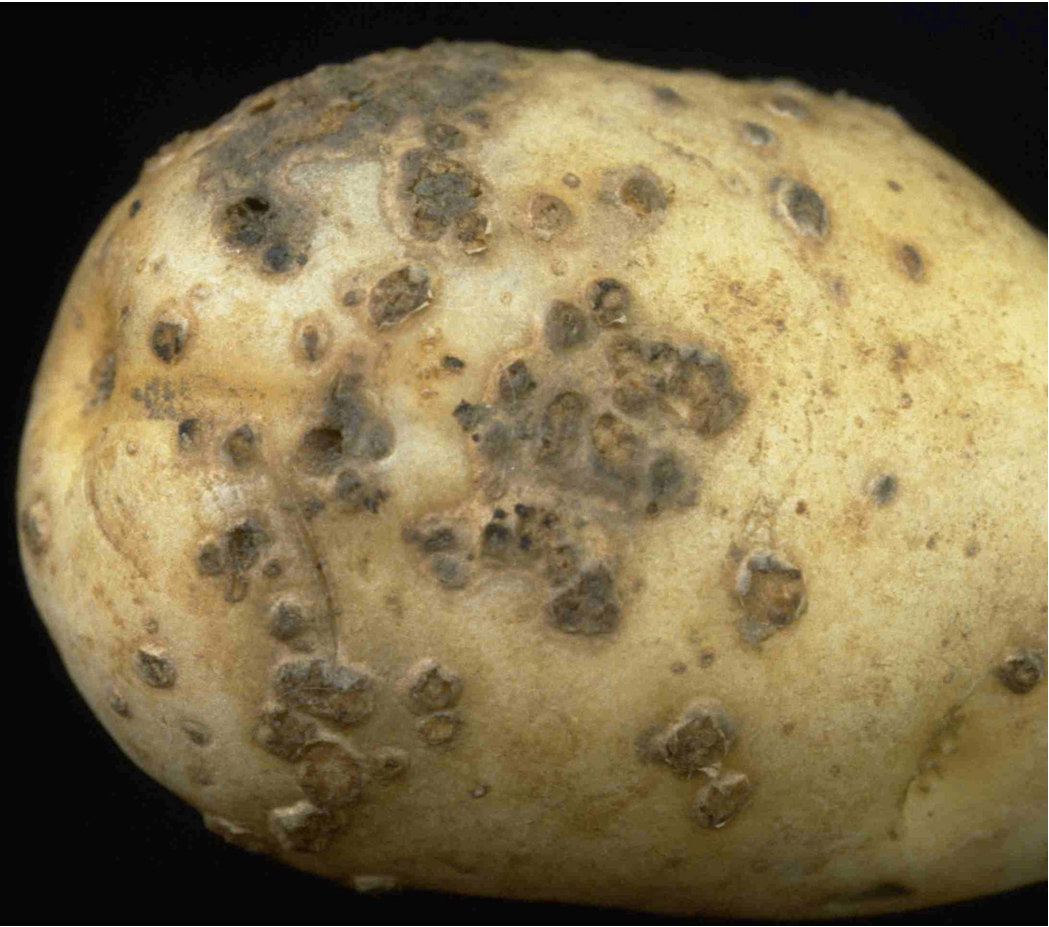 potato scab