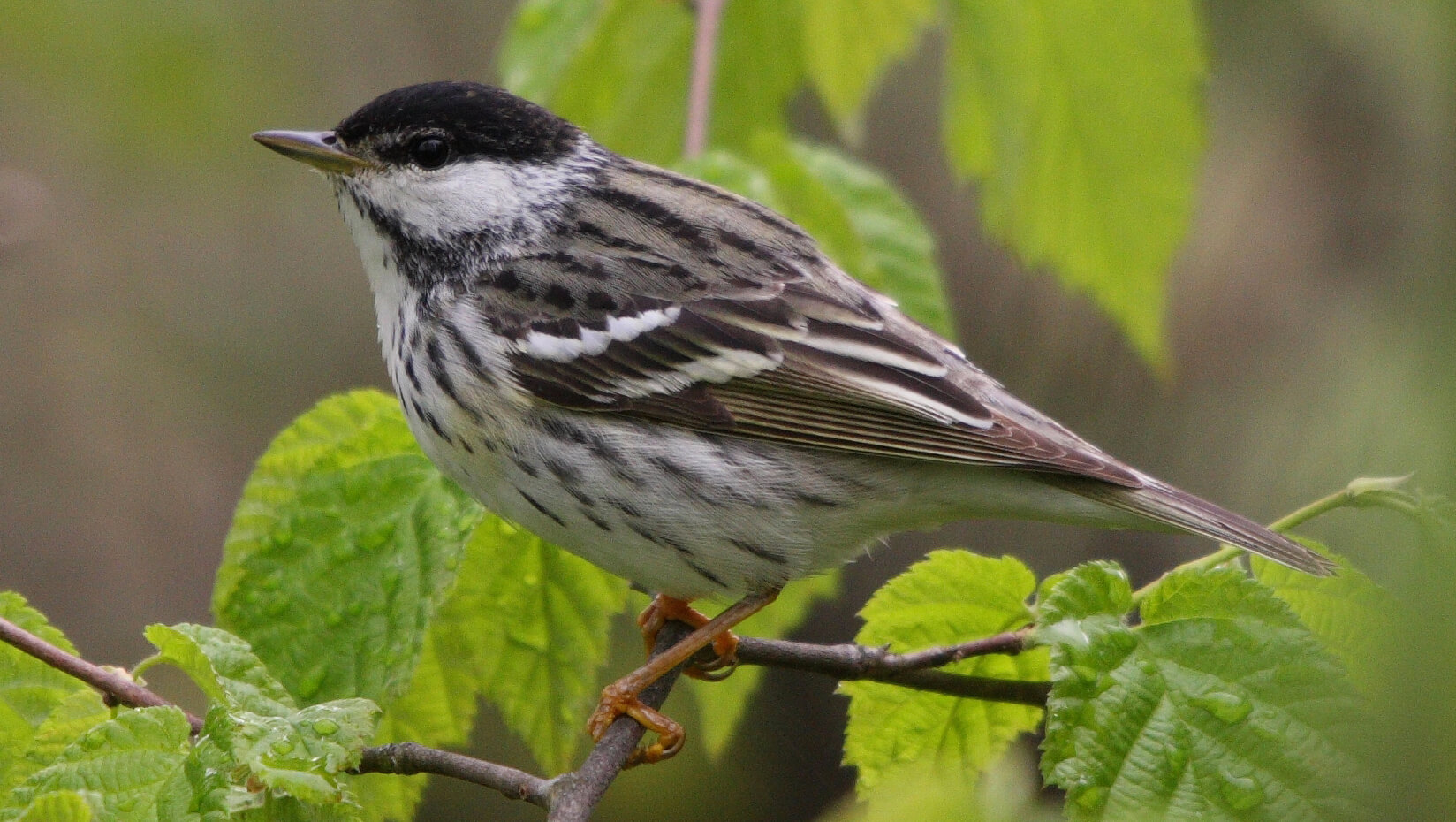 warbler