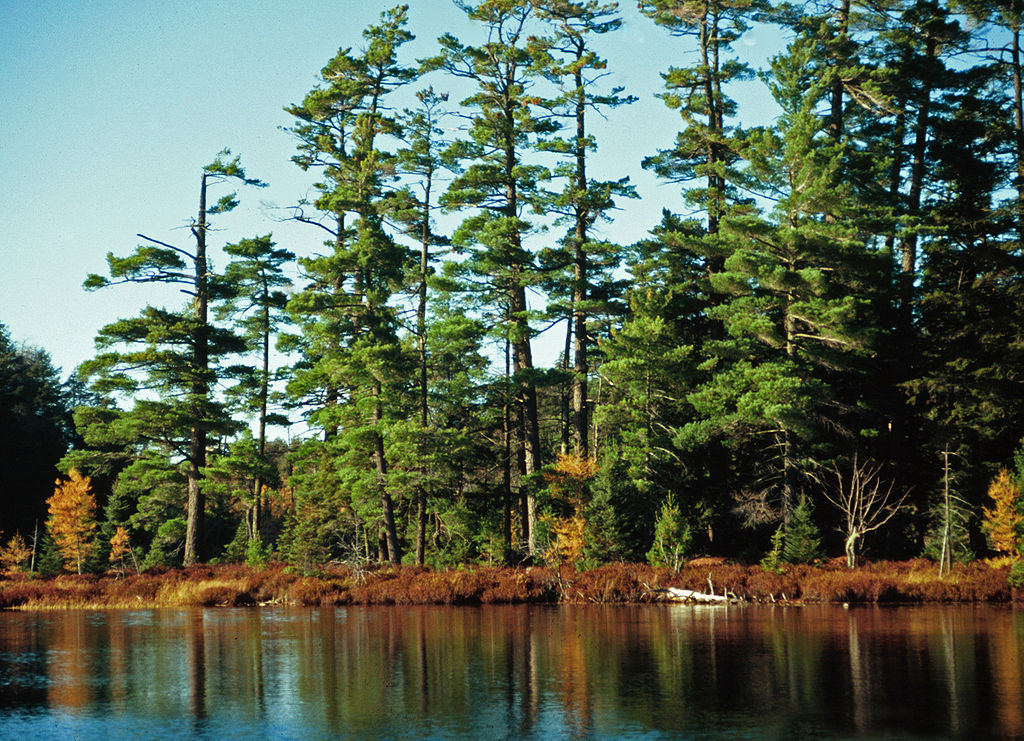 featured image for Field manual for managing eastern white pine health in New England published